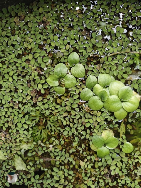 arums, liverworts háttérképek