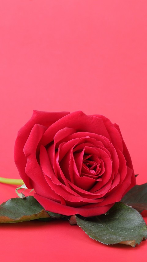 Rosas