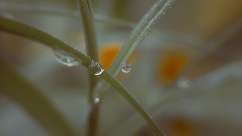 raindropr