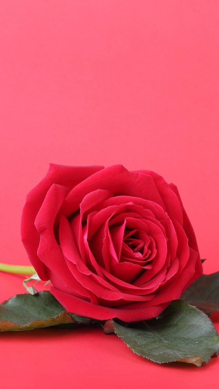 Rosas