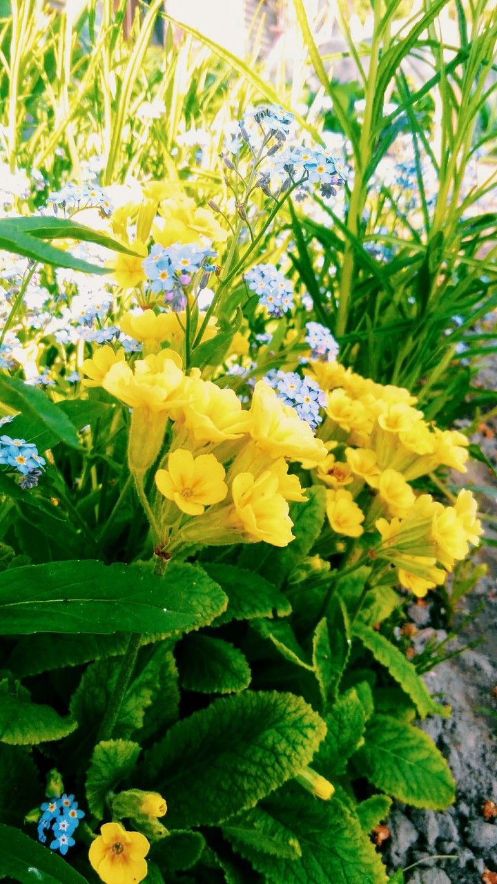 spring