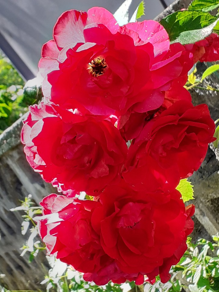 rose
