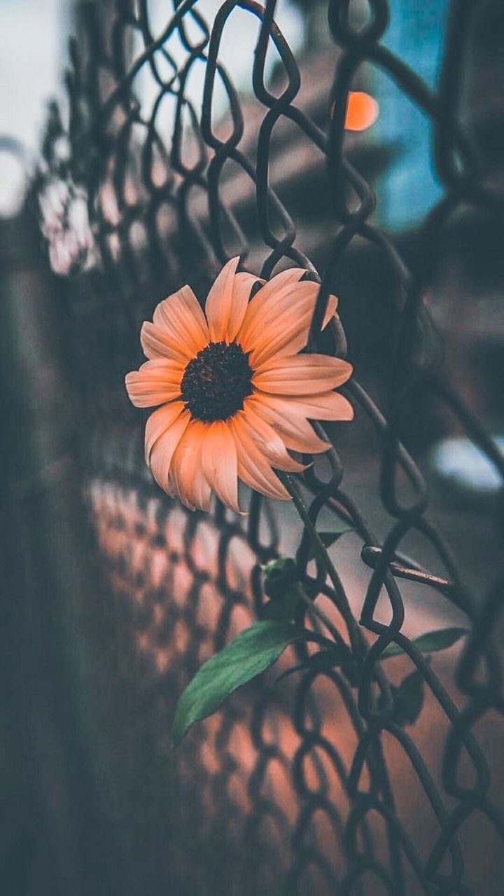 (ʘᴗʘ✿)