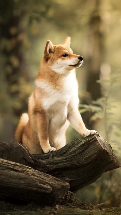 whiskers, canidae वॉलपेपर