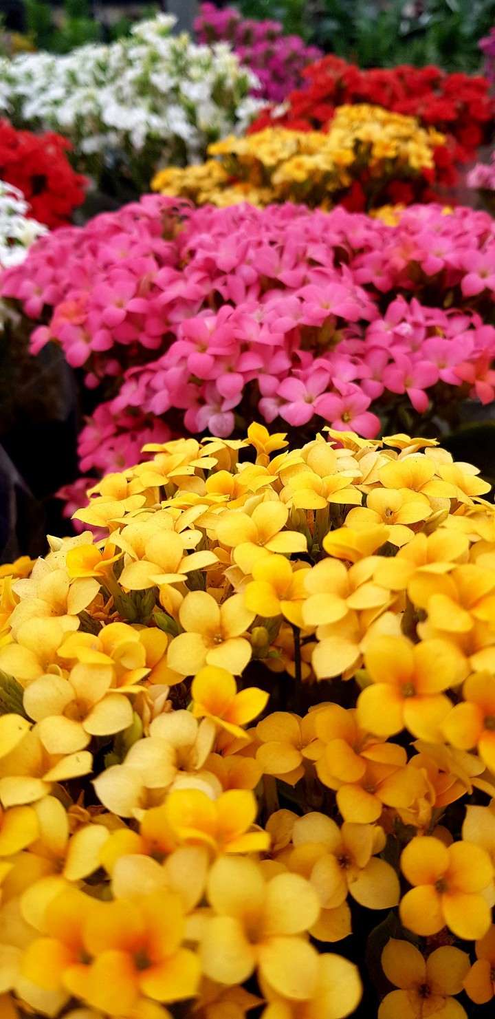 flowers