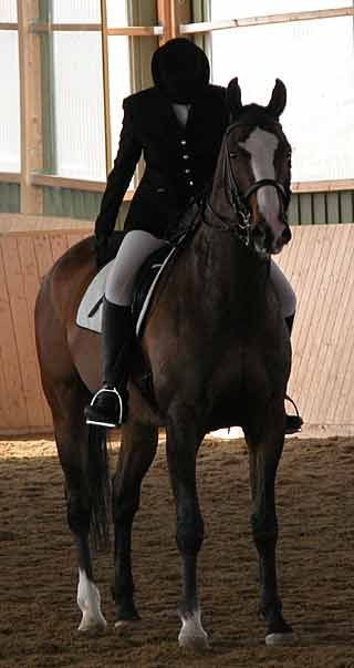 Horse