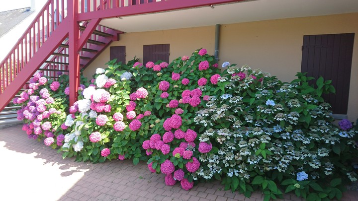 Hortensias