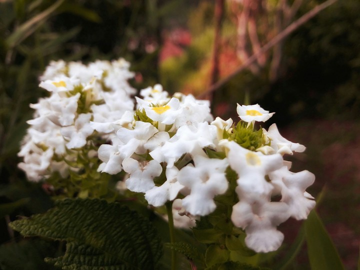 Flores/ flowers ???