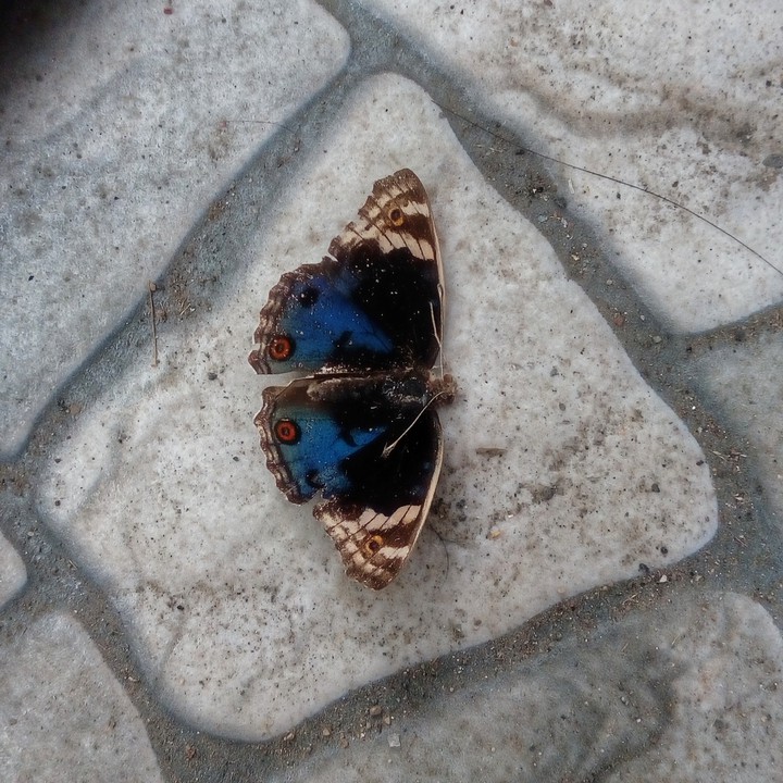 Butterfly..