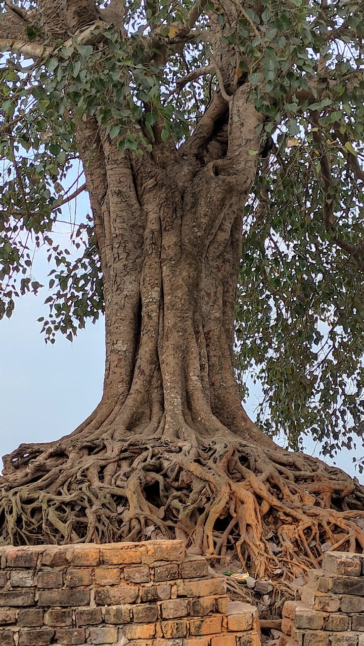 Banian Tree