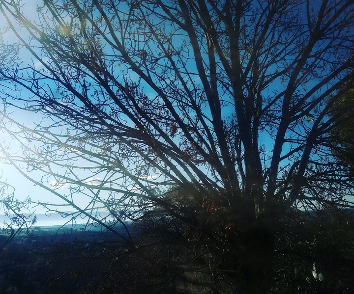albero