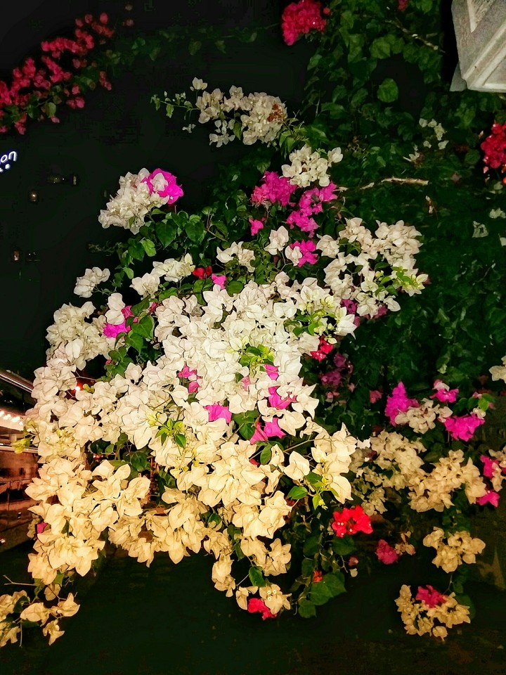 Bougainvillea spectabilis