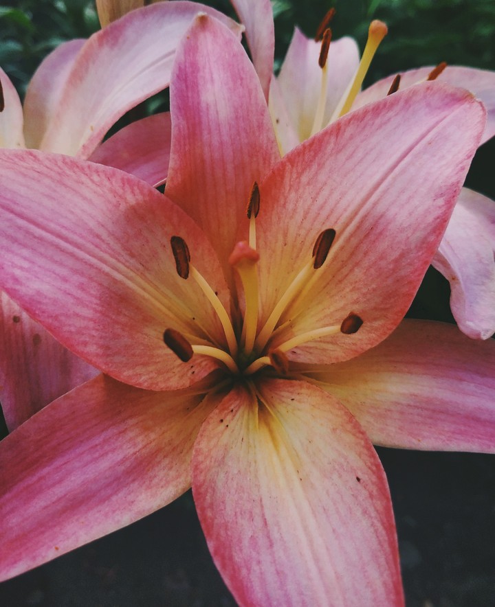 LILY