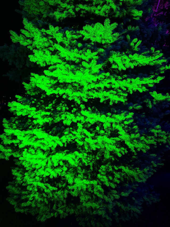 tree