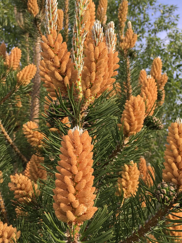 New pinecones.