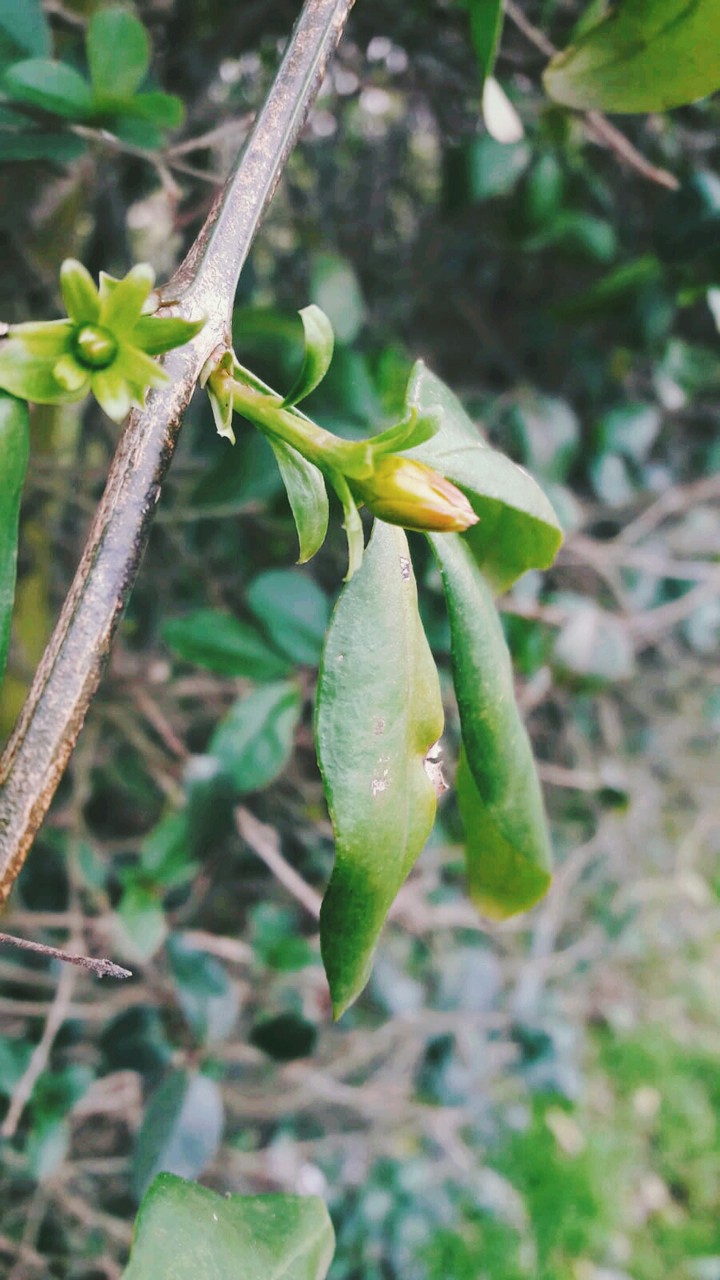 pimpollo