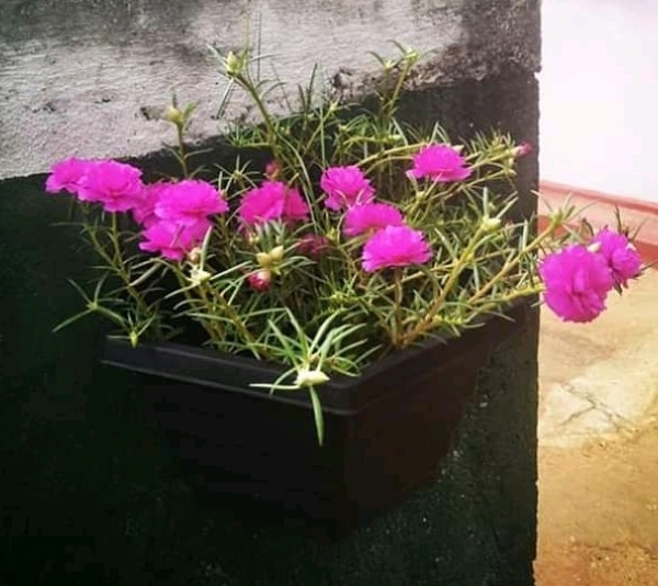 may flower