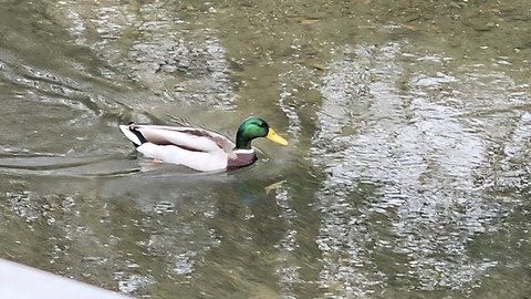duck, vertebrate duvar kağıtları