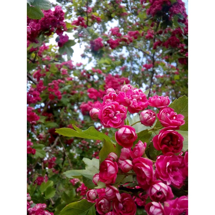 #pink #flowers