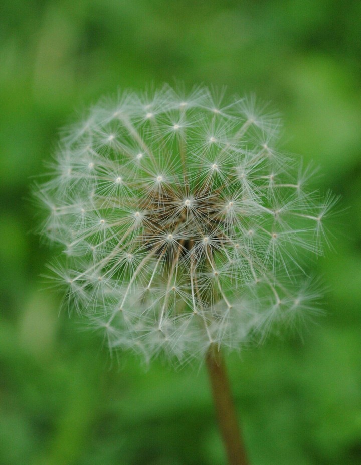 dandelion