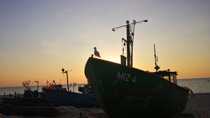 lost boat with gull ×××