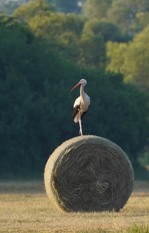 wildlife, beak Hintergrundbilder