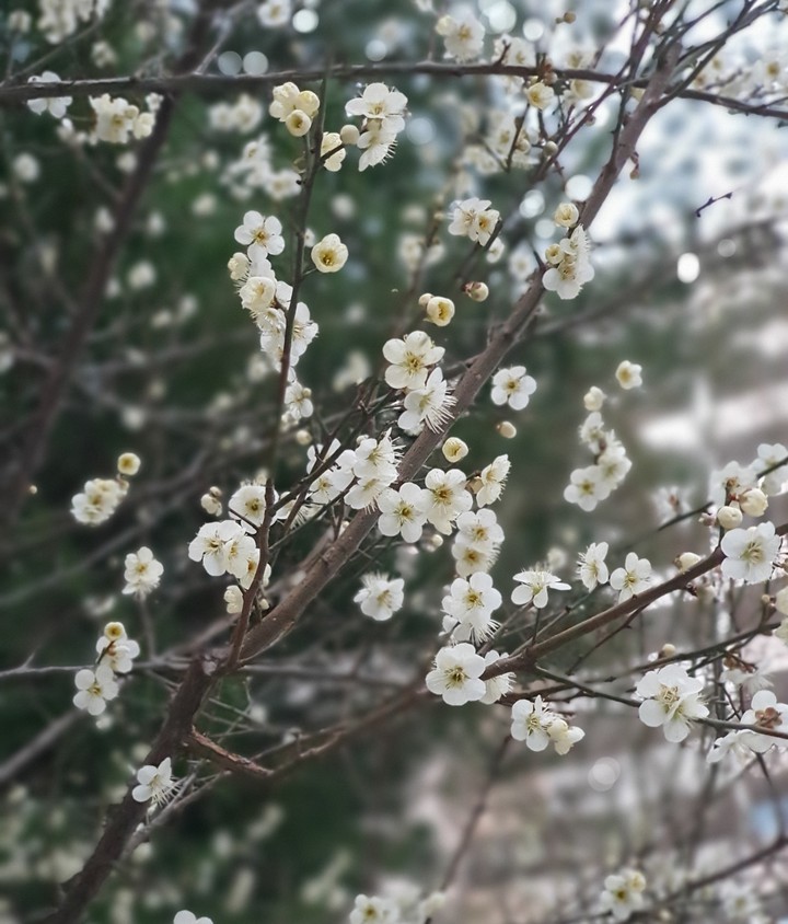 매화꽃
