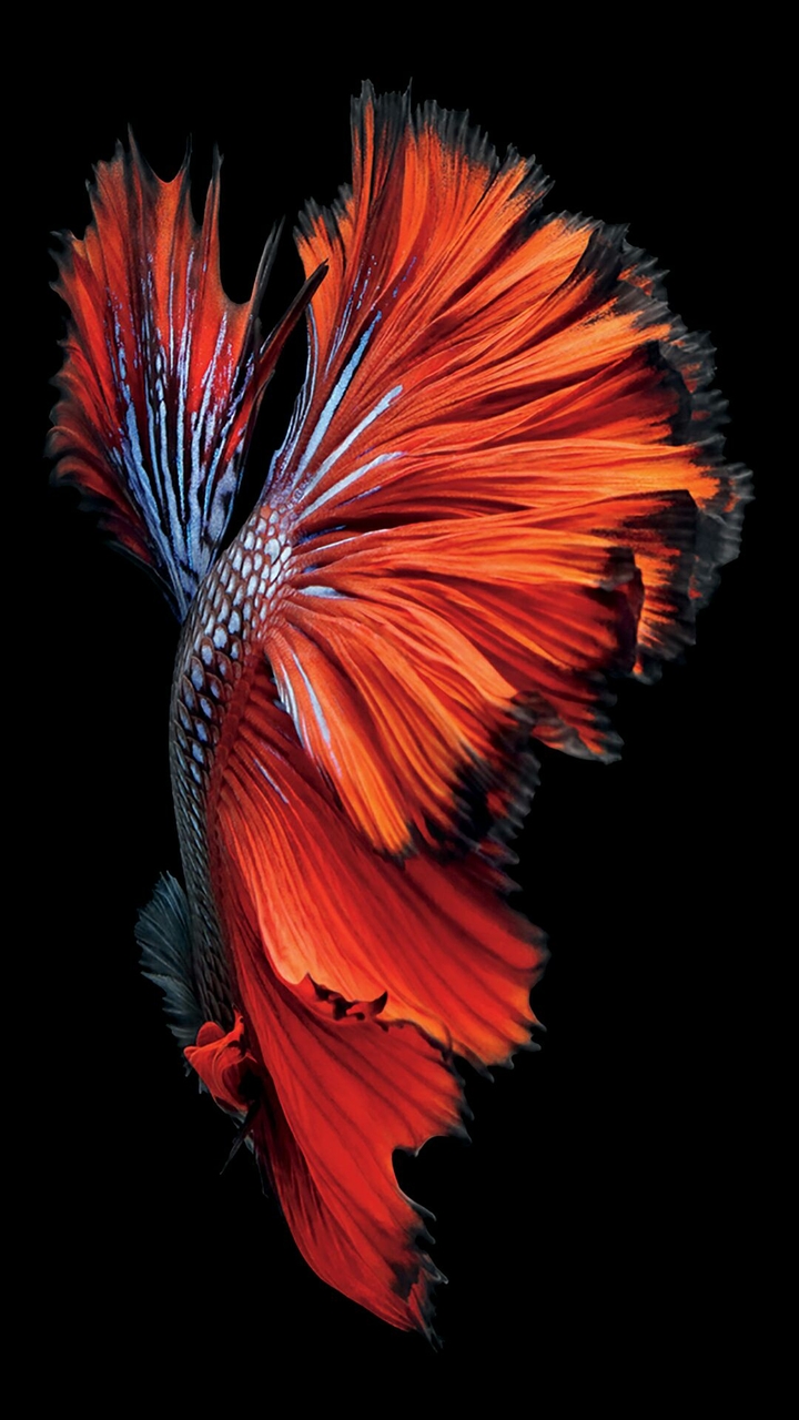 lovely fish