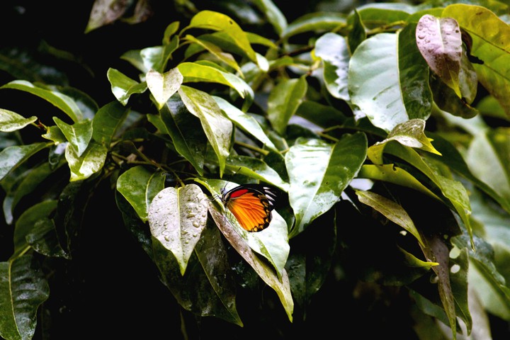 Butterfly