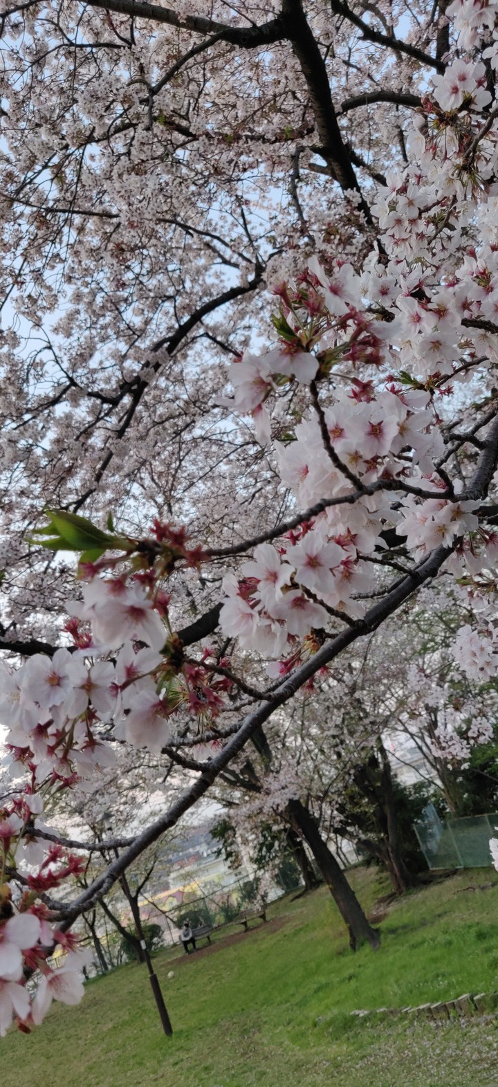 sakura