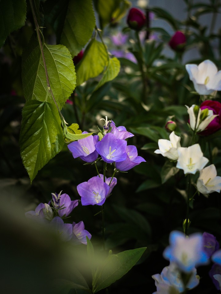 bluebell