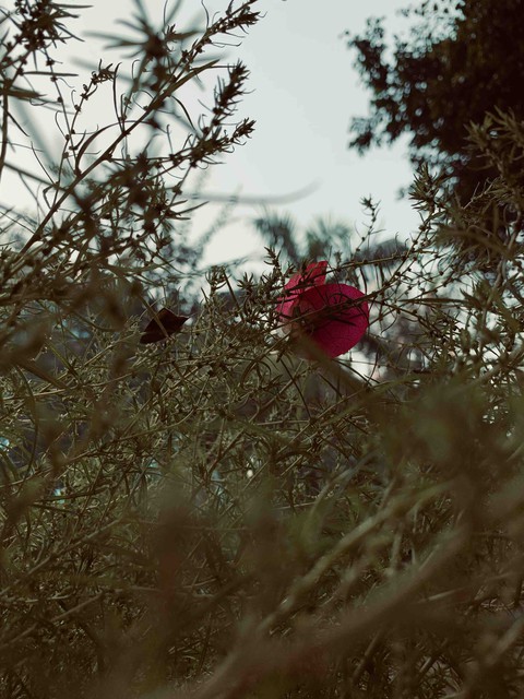 plant, red वॉलपेपर