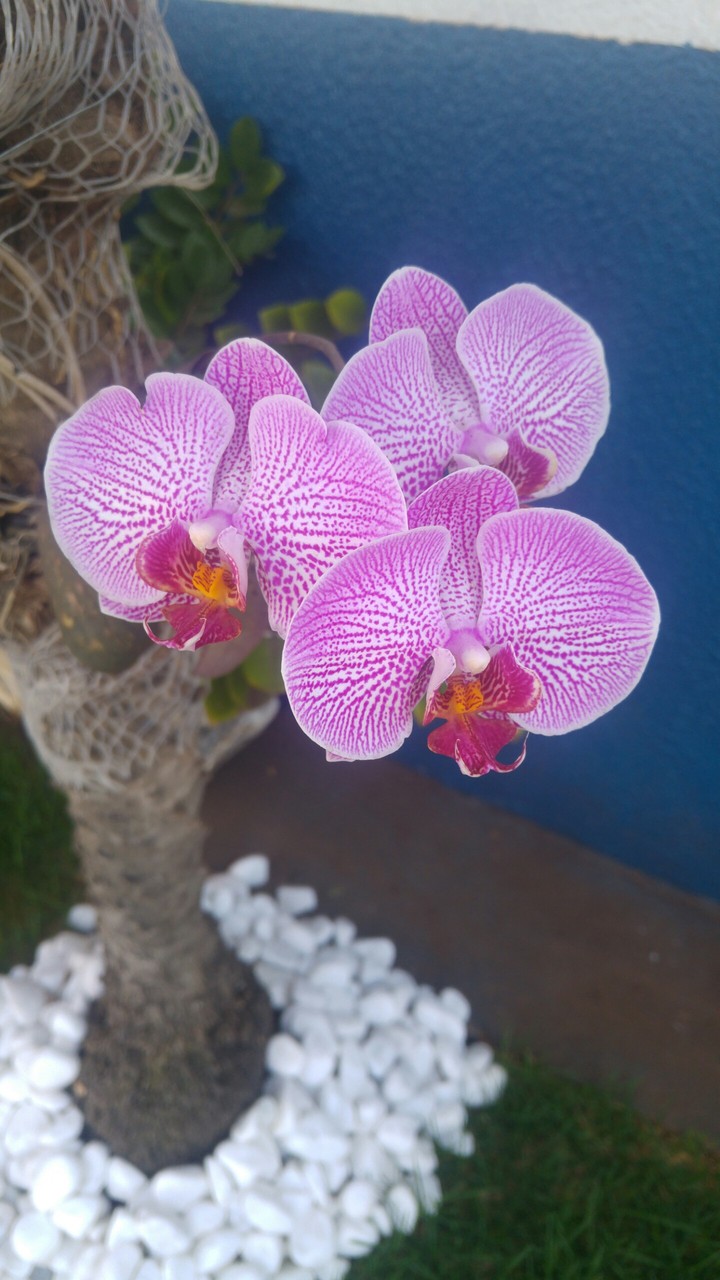 flores