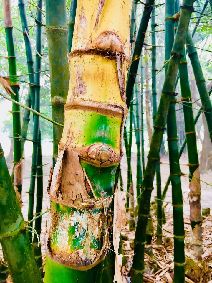 bamboo