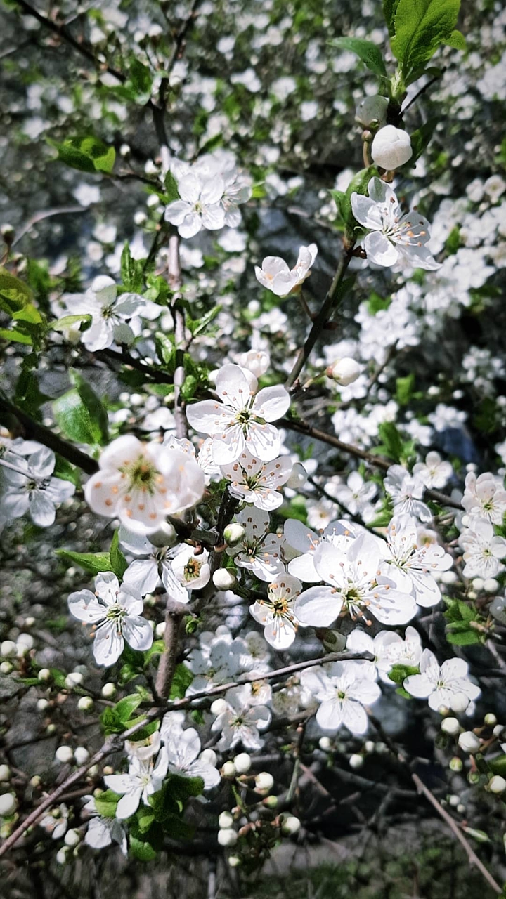 cherry flowers