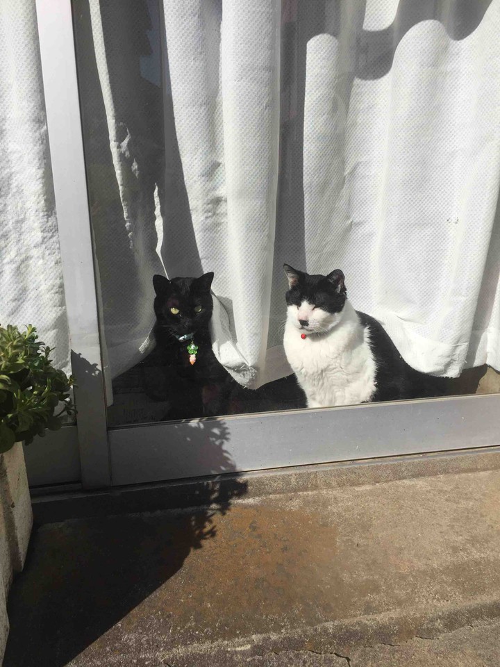 お日様に当たる近くの猫沢山宅にて