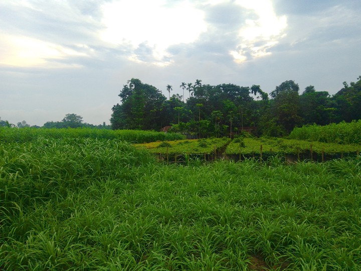 nature