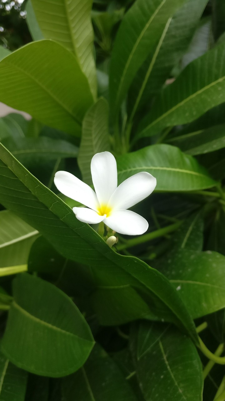 beautiful white