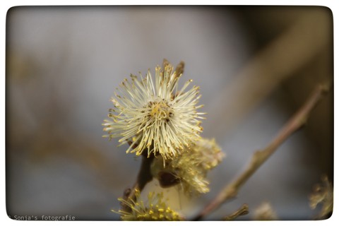 blossom