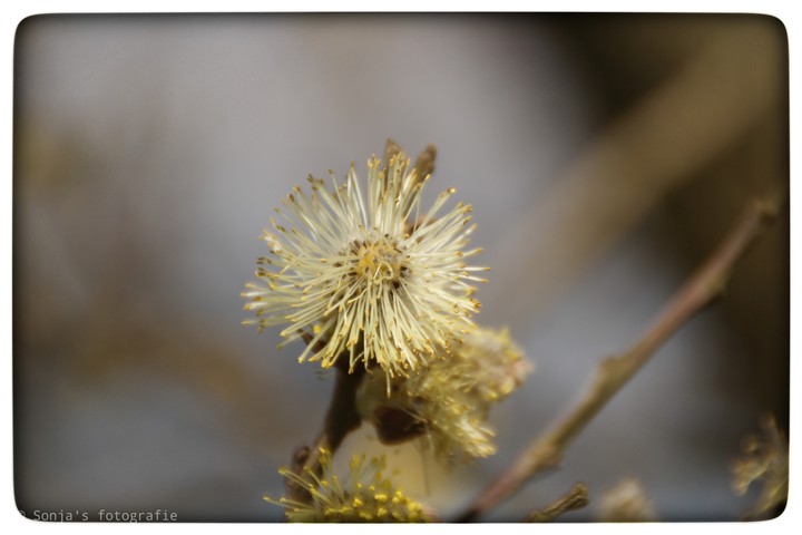 blossom