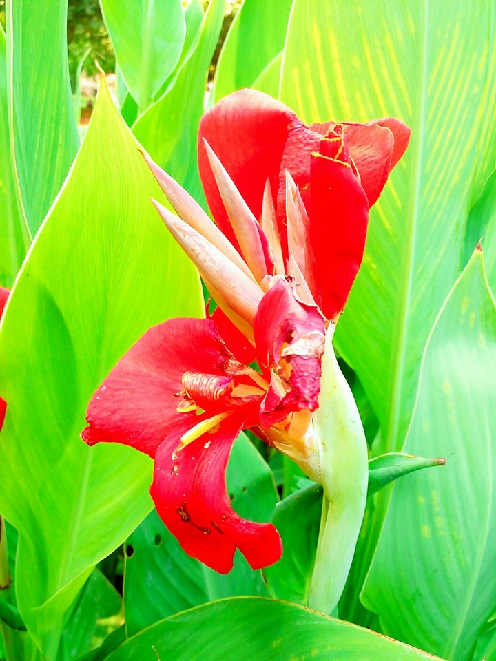 Flower