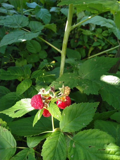 raspberries