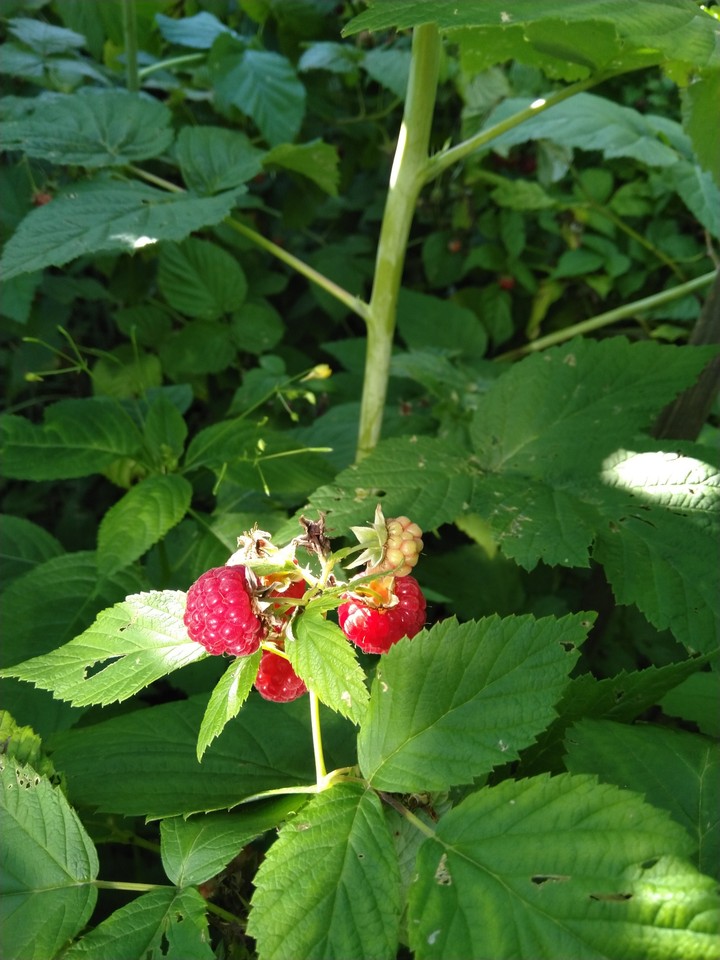 raspberries