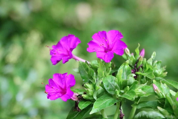 pink flower