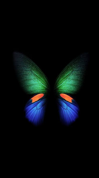 Butterfly