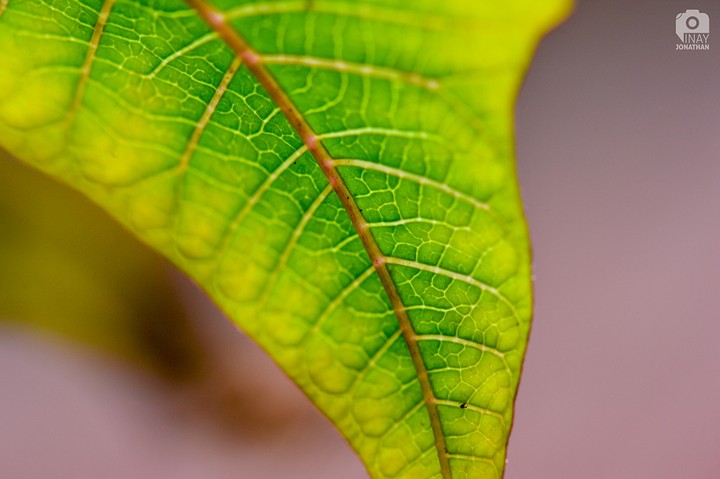 Nature Patterns