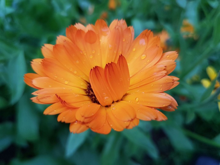 orange flower
