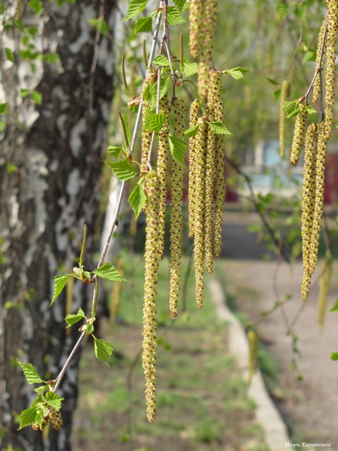 flower, tree Hintergrundbilder