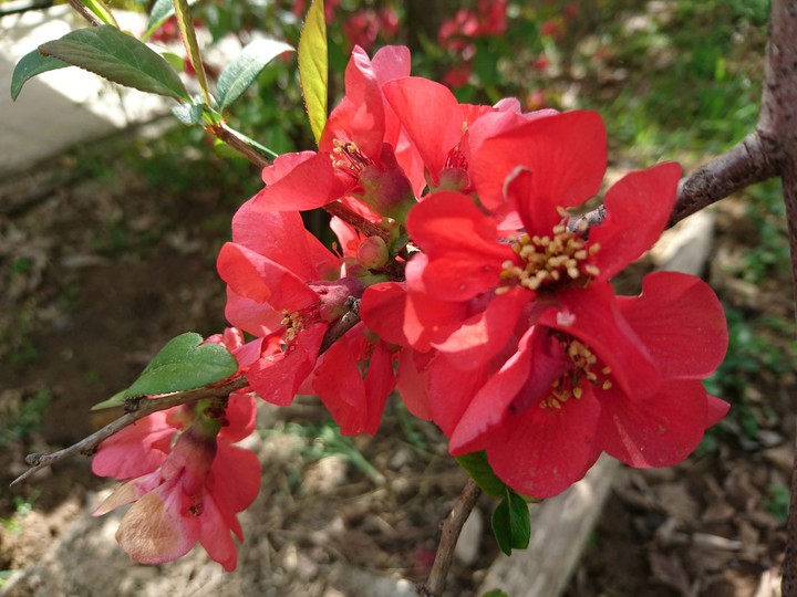 Spring flowers