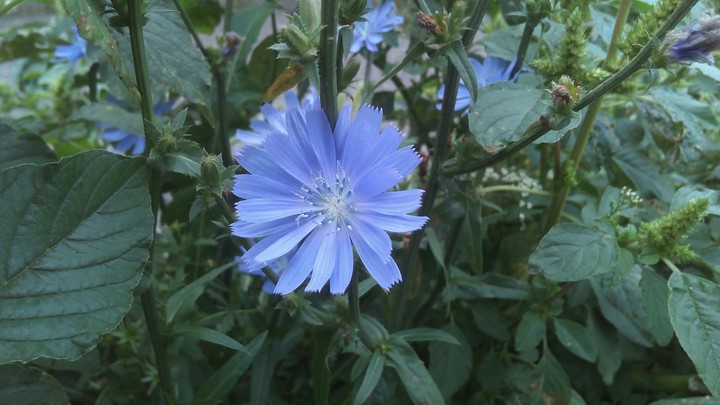 Blue